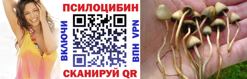 Псилоцибиновые грибы Cubensis  магазин продажи   Еманжелинск 